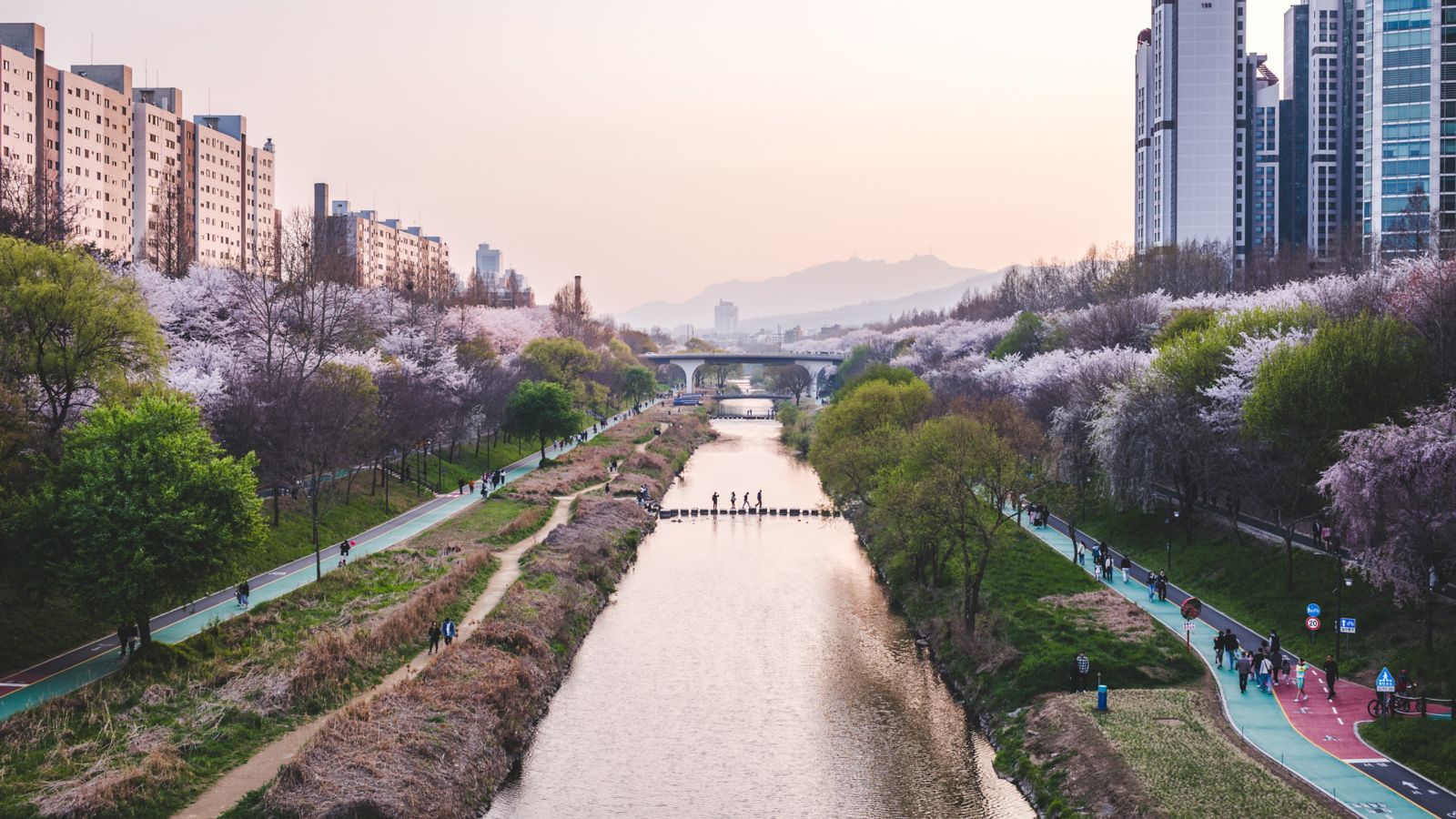 Cherry blossom season in Seoul