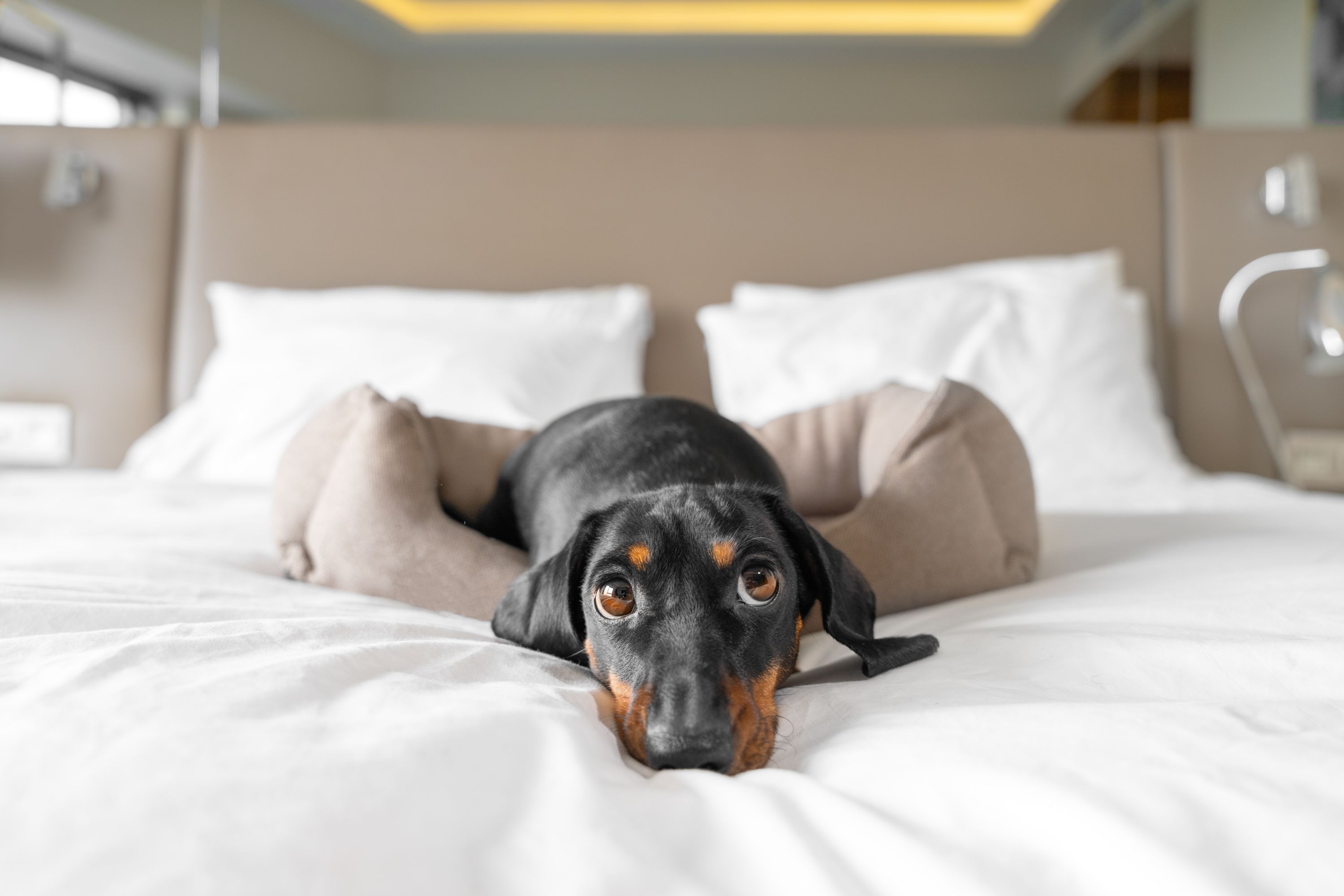 cachorro deitado na cama de hotel 