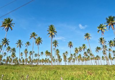 praia de maracaípe pe
