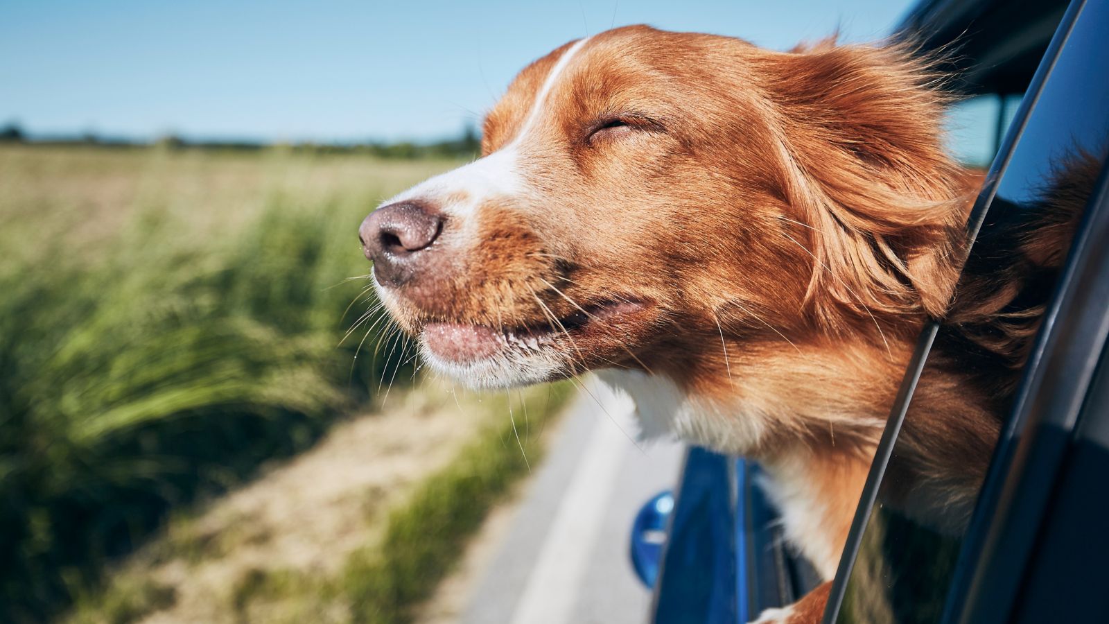 como viajar com cachorro
