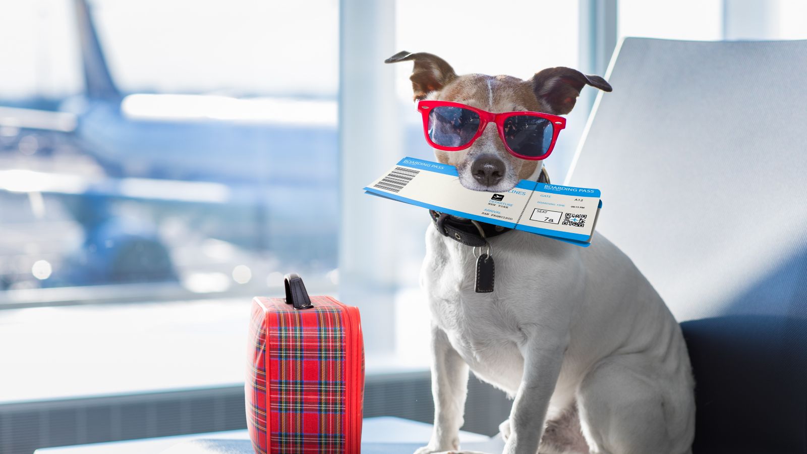 viajar de avião com cachorro