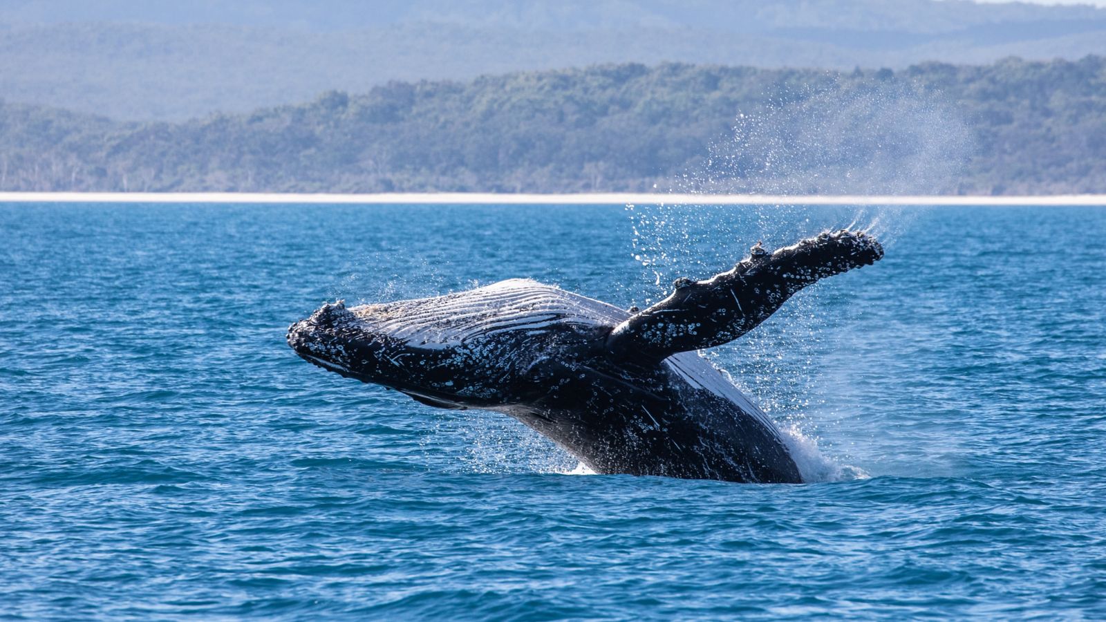 Whale Watching Hervey Bay, Hervey Bay whale watching season